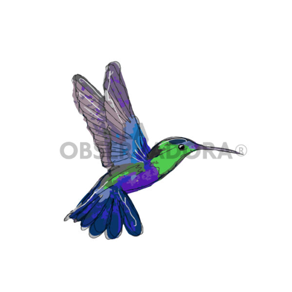 Colibrí