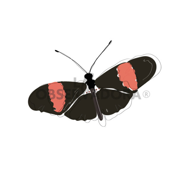 Heliconius Erato
