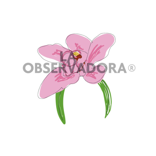 Orquídea