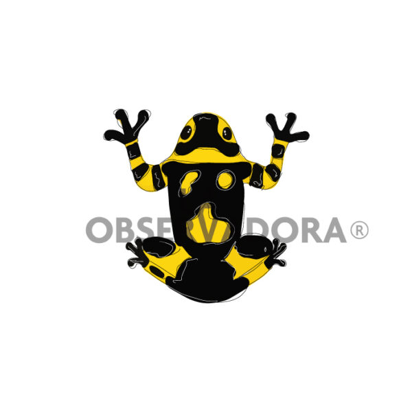 Rana Venenosa Amarilla